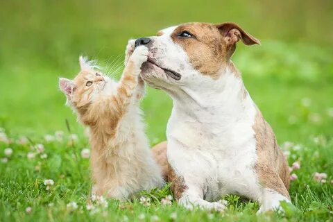 Cat dog green