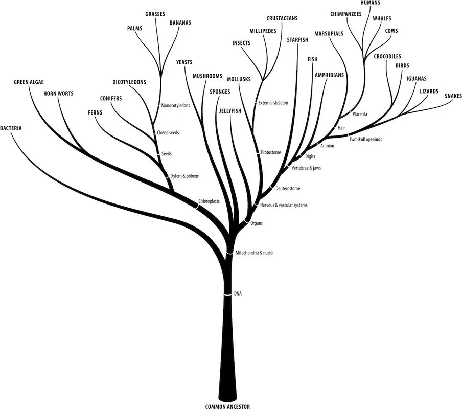 Манга древо эволюции 152. Таблица эволюции органического мира биология 9. Эволюционное дерево. Манга древо эволюции 152. Манга древо эволюции 152.