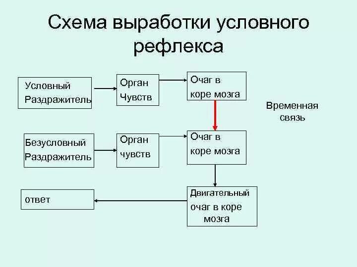 Схема образования условного рефлекса. Выработка условного рефлекса схема. Механизм образования рефлексов схема. Механизм образования условного рефлекса схема. Образование временной связи