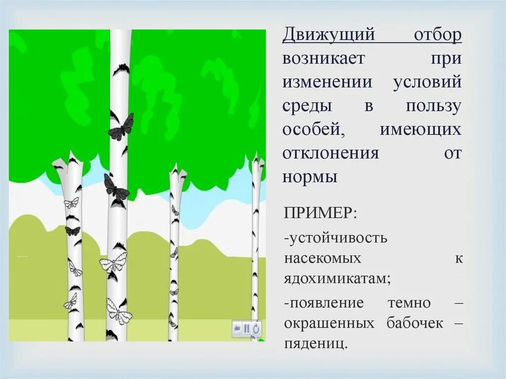 Движущий отбор примеры. Примеры движущего естественного отбора. Движущий отбор примеры растений. Движущий естественный отбор. Условия среды изменяются какой отбор