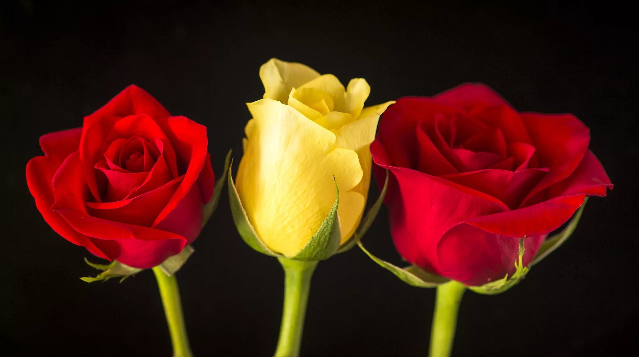 Три розочки. Три красные розы. Три розы разных цветов. Gullar rasmi atirgul