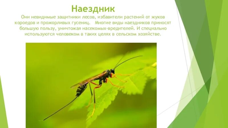 Незаметные защитники урожая. Проект защитники урожая. насекомые наездники интересные факты. проект незаметные защитники урожая. наездники насекомые польза.