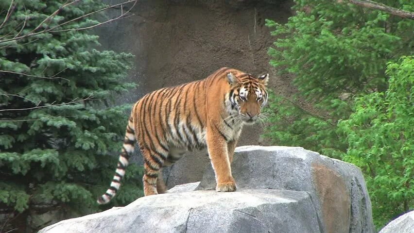 Тигр на скале. Тигр в горах. Тигр на стенд. Логово амурского тигра. Тигр на скале.