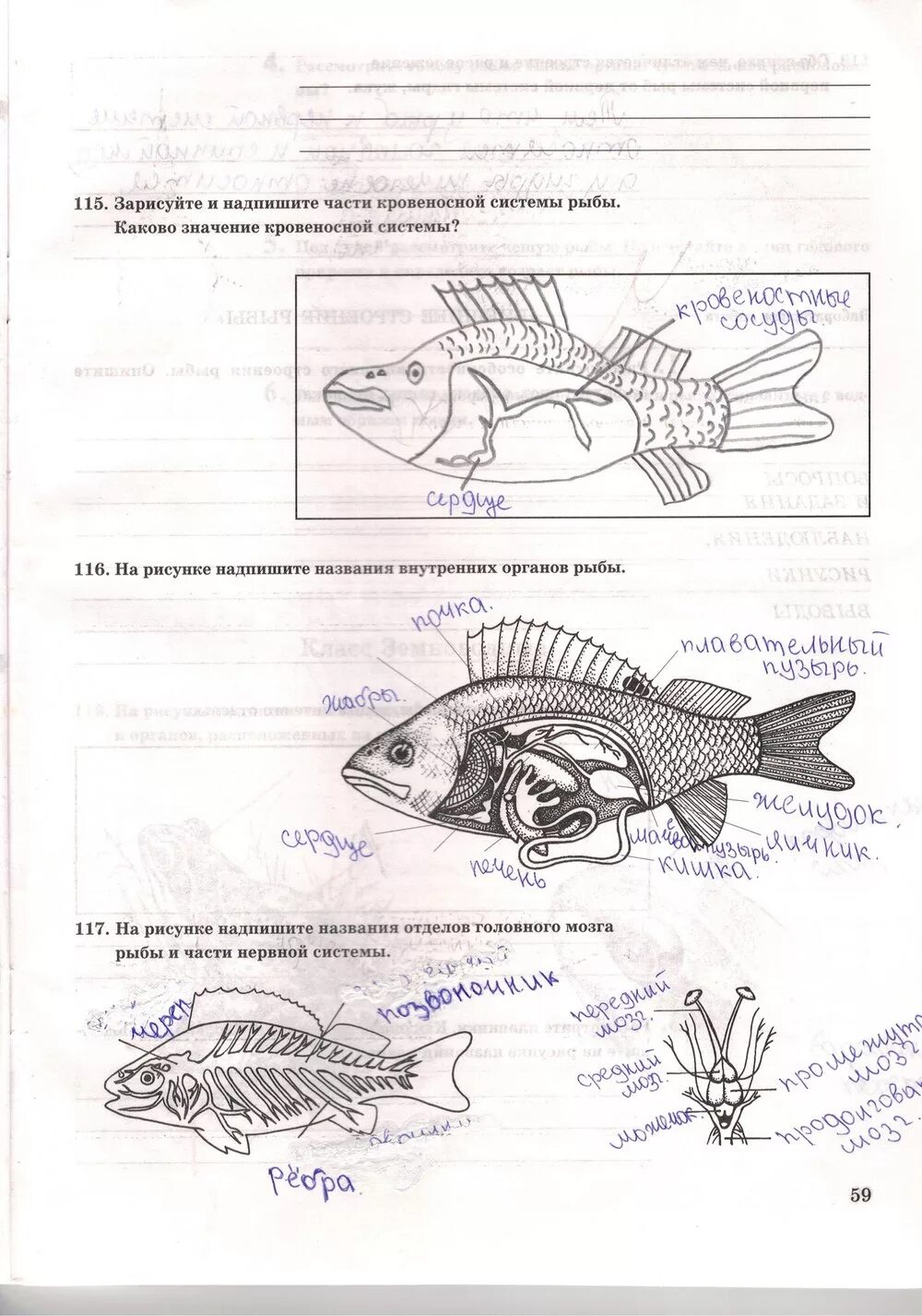 Задания с рыбками для дошкольников. Логопедические задания по теме рыбы для дошкольников. Рабочий лист по теме рыбы. Задания для дошкольников. Графомоторика морские обитатели.