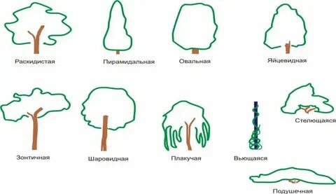 До листика вымокли кусты и деревья