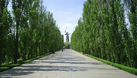 Аллея тополей