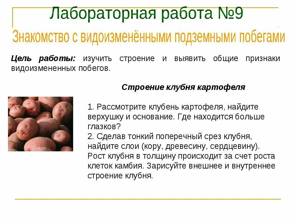 Лабораторная работа по биологии строение луковицы. Лабораторная работа клубень. лабораторная работа клубень картофеля. картофель лабораторная работа. строение клубня картофеля лабораторная.