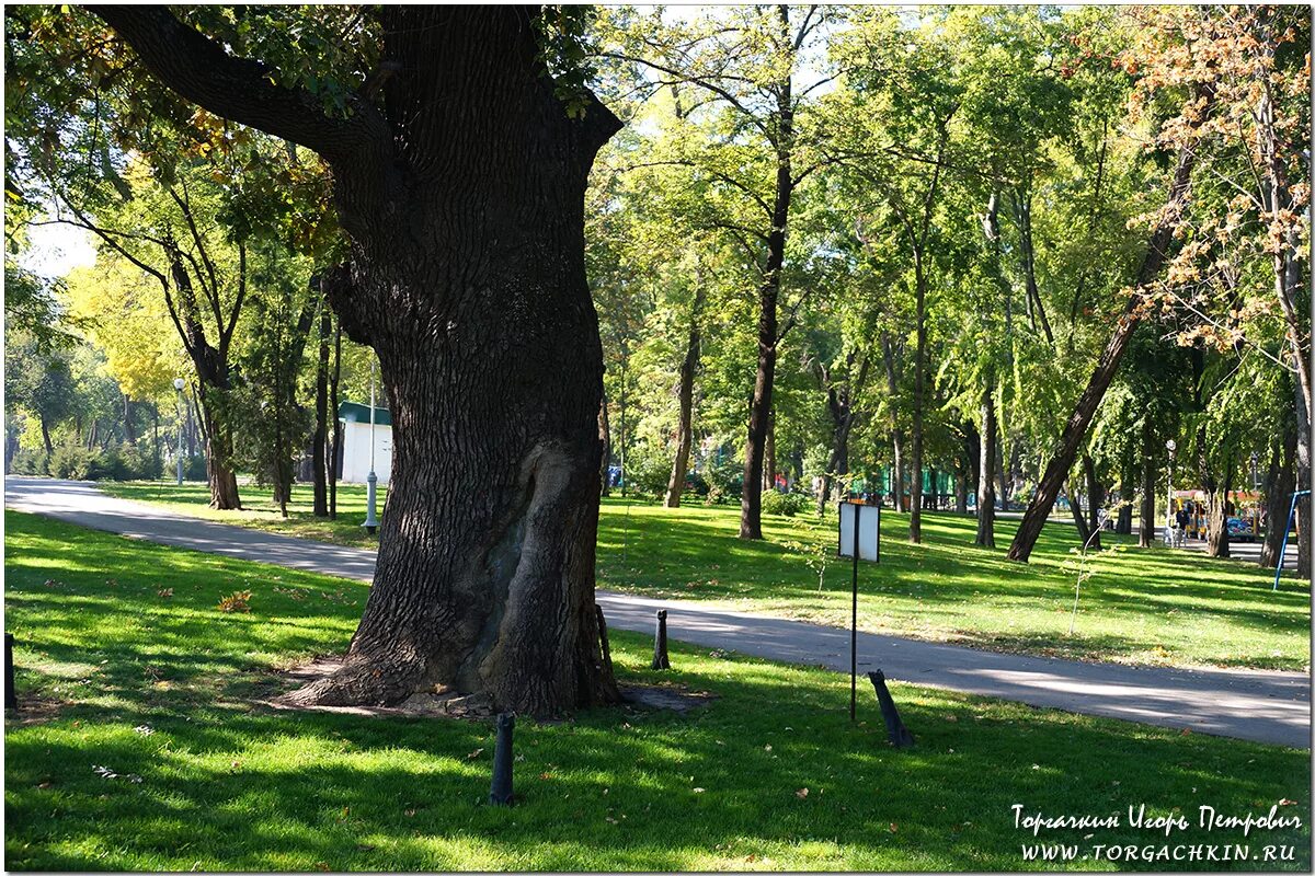 Дубы городского парка