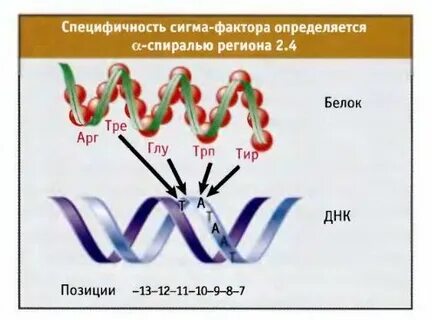 В результате транскрипции образуется