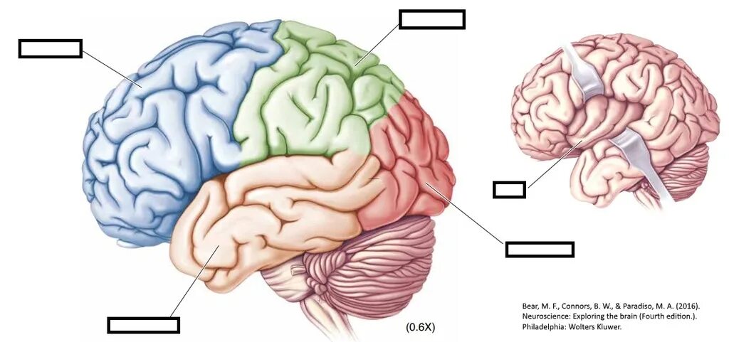 The structure of the brain. Brain structure. мозг для презентации. brain functions.