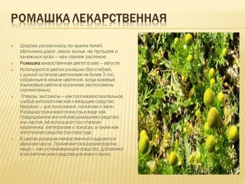 Информация о лекарственных растениях. Рассказ о лекарственном растении. Подорожник описание растения. Доклад о лекарственных травах. Лекарственные растения описание.