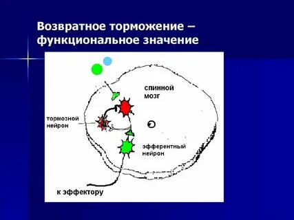 Функциональное значение возвратного торможения