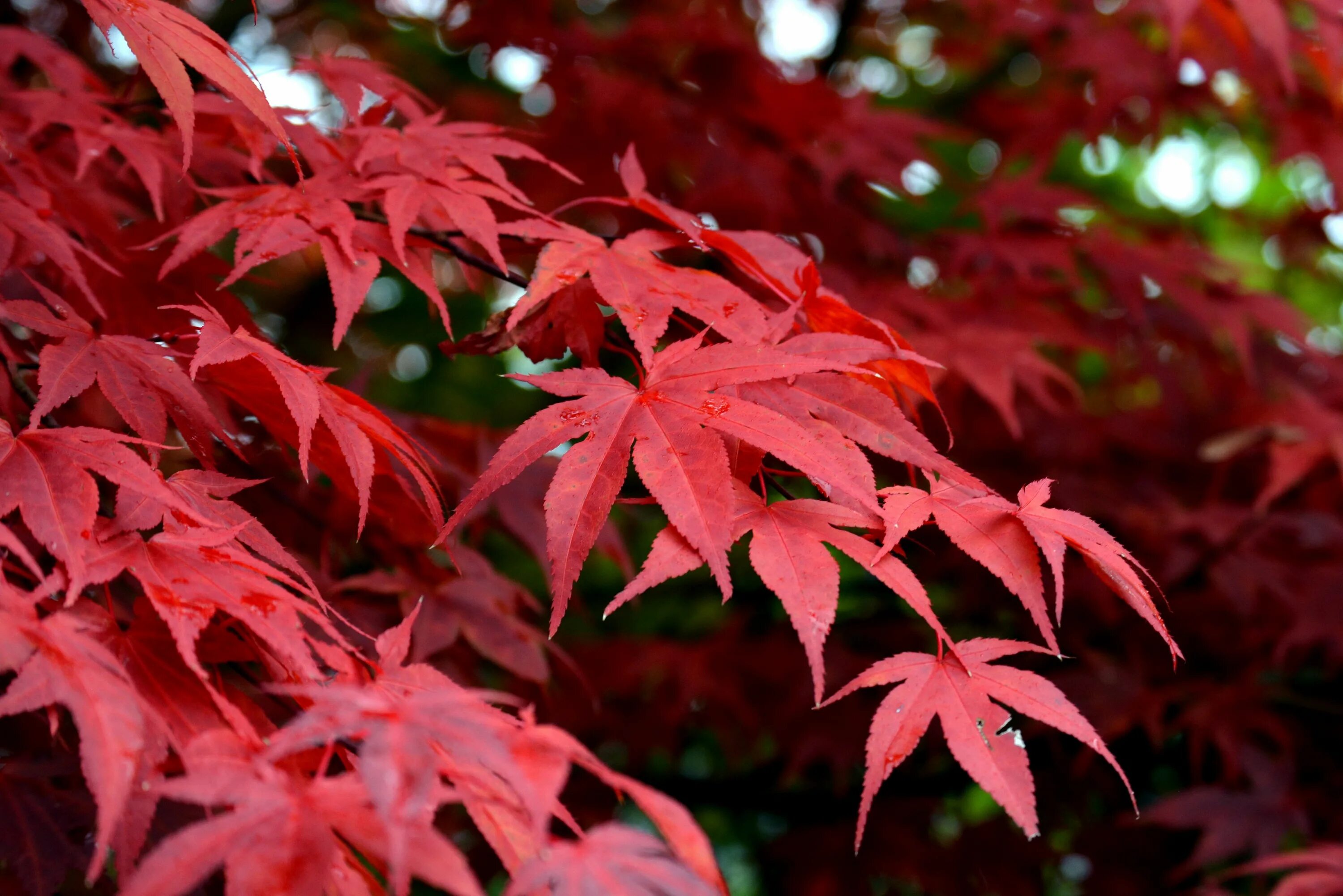 Клён канадский краснолистный. Клен красный Acer rubrum. Acer rubrum клен. Клен японский краснолистный. Клены звуко