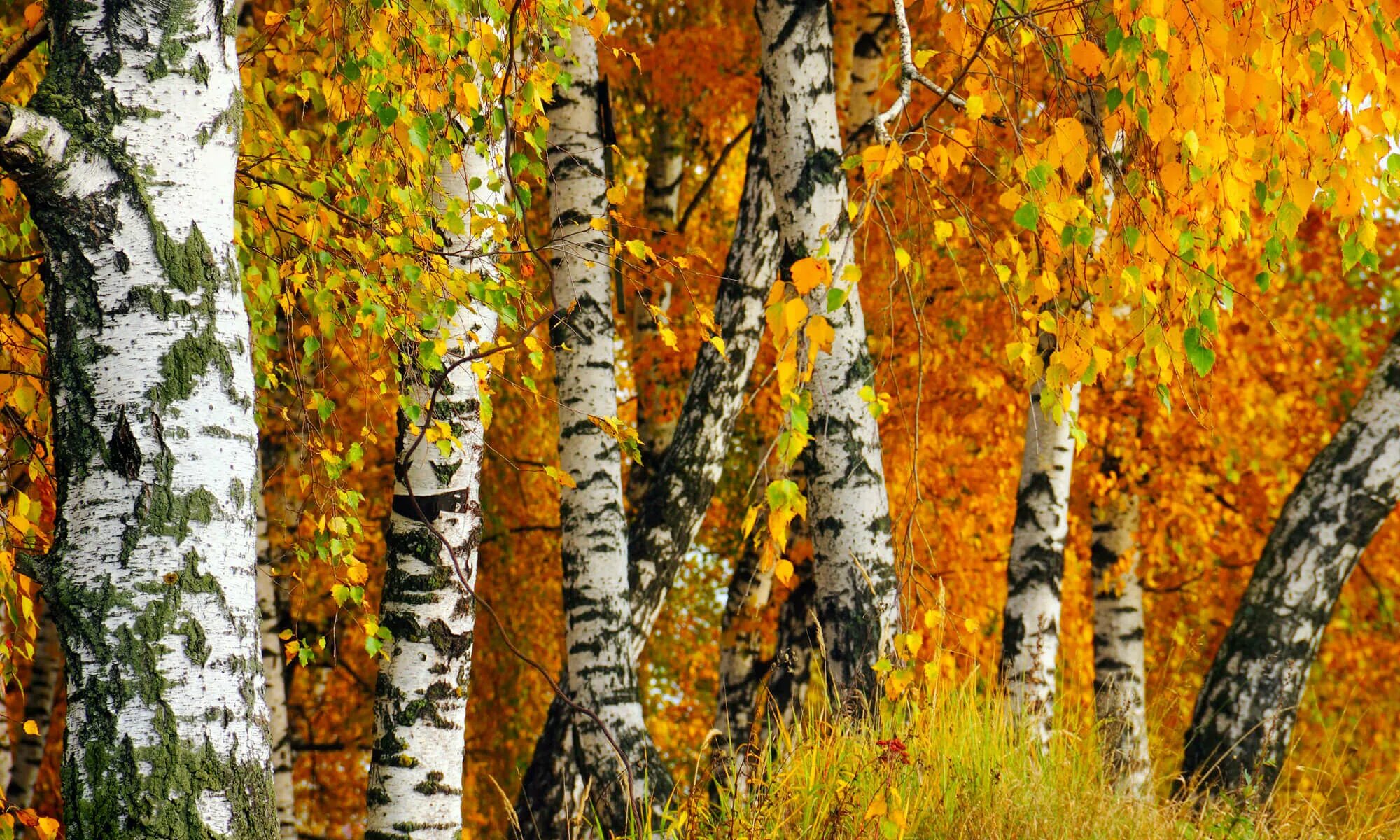 Красуются березки. Осенняя береза. Береза осень. Береза осенью. Осенний березовый лес.