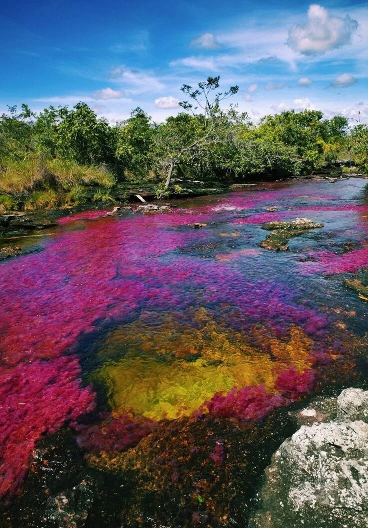 Радужная река каньо кристалес. Радужная река каньо кристалес. Разноцветная река каньо-кристалес (колумбия). Разноцветными реками. Разноцветными реками.