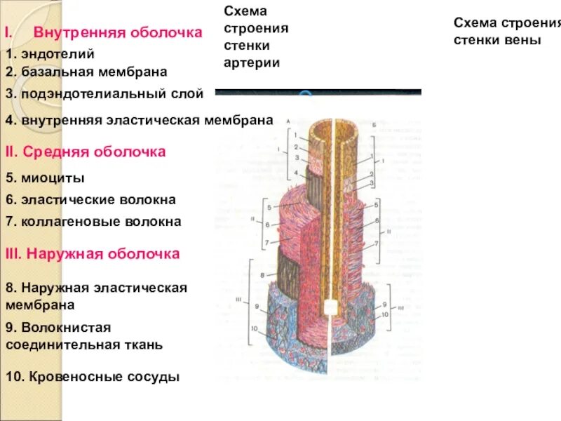 Сосуды состоящие из одного слоя клеток. Схема строения стенки артерии и вены. Строение стенки артерии слои. Схема строения стенки артерии и вены мышечного типа. Строение стенки артерии и вены среднего калибра.
