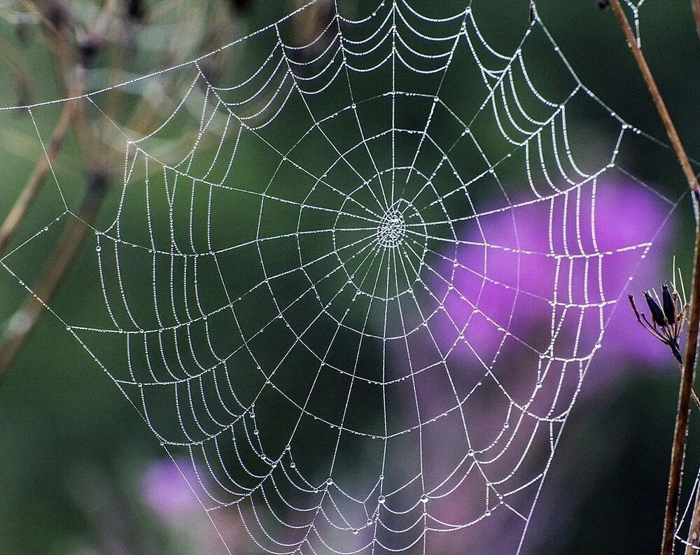 П утина. Паутина симметрия. П утина. Красивая паутина. Паутина пауков.