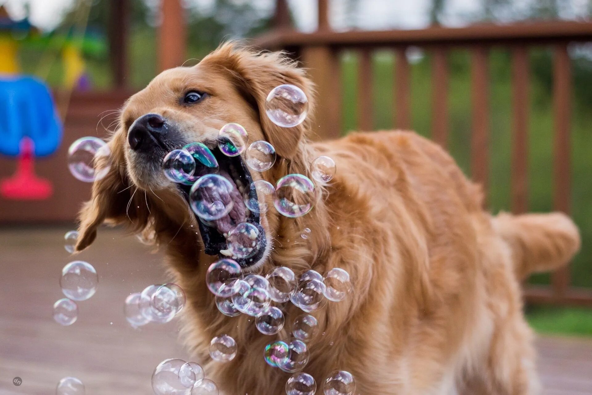 Бесплатные смешные прикольные картинки. Собака ирландский сеттер. Собака и мыльные пузыри. Забавные собаки. Забивная собака.