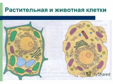 Биология сравнить растительную и животную клетки