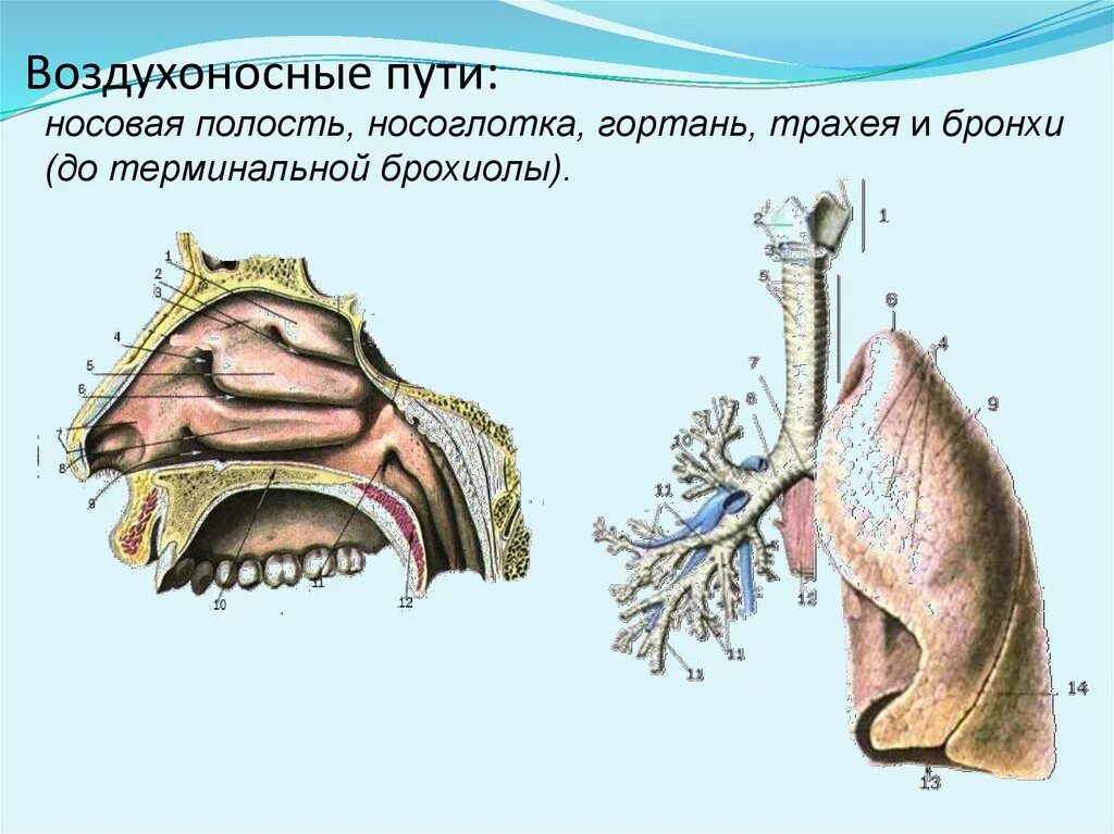 Дыхательная система млекопитающих функции. Воздухоносные пути носовая полость. Воздухоносные дыхательные пути. Дыхательная система: воздухоносные…. Носовая полость носоглотка гортань.