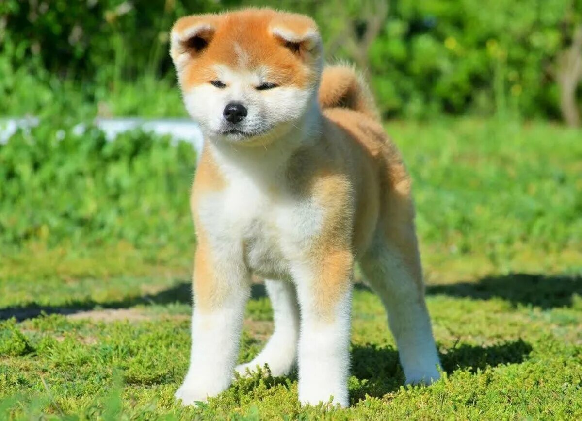 Какие породы ину. Акита-ину. Порода собаки Акито ино. Японская Акита. Японская собака Акита ину.