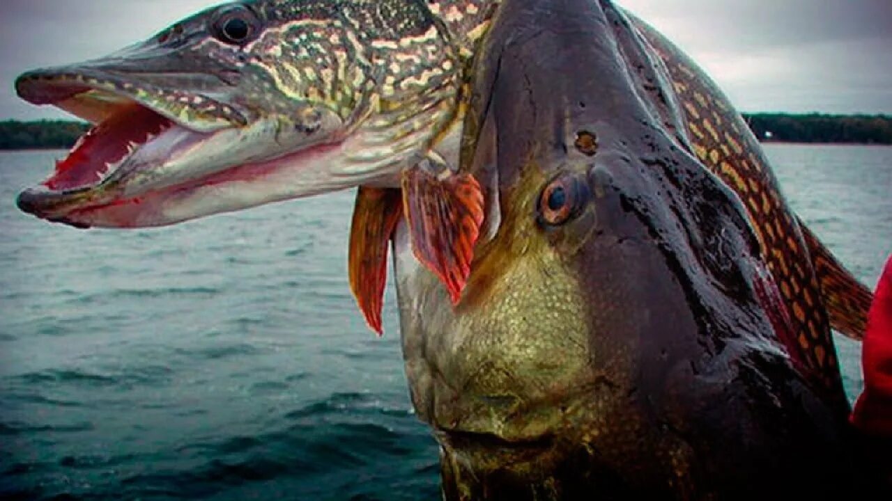 Балтийская щука. Рыба щука esox lucius. Большая щука в воде. Трофейная щука. Щука обыкновенная.
