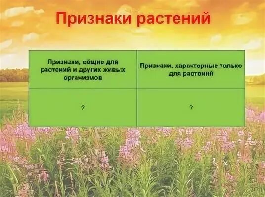 Признаки всех растений. Признаки растений. Алкалоиды в растениях. Признаки травы. Признаки характерные для высших растений.