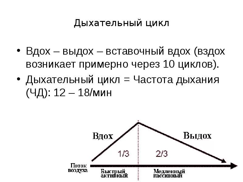 Длительность фазы выдоха. Цикл физиологического дыхания. дыхательный цикл схема. фазы дыхательного цикла физиология. дыхательный цикл нормальная физиология.
