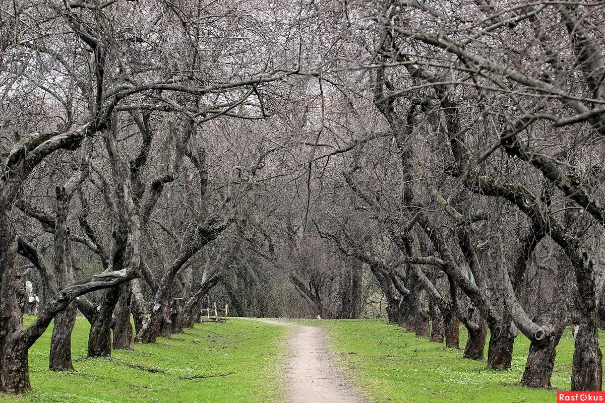 старый сад казалось один. мануэль гарсия родригес художник. старый сад казалось один. осенний тихий сад,. бориса кустодиева «яблоневый сад».