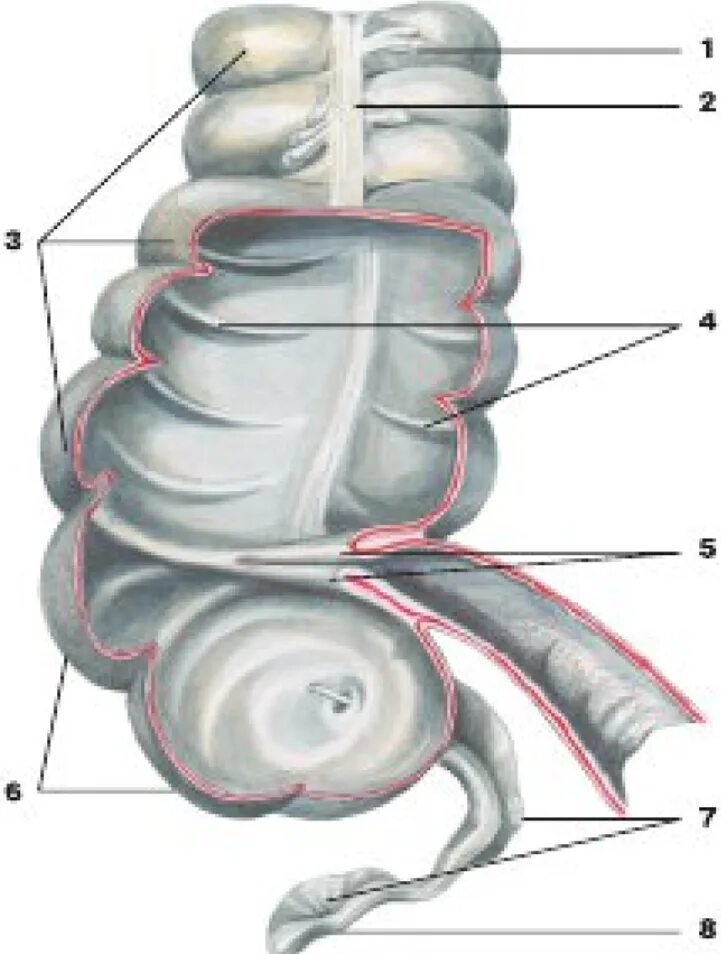 Строение слепой кишки анатомия. Слепая кишка с аппендиксом строение. Слепая кишка рисунок