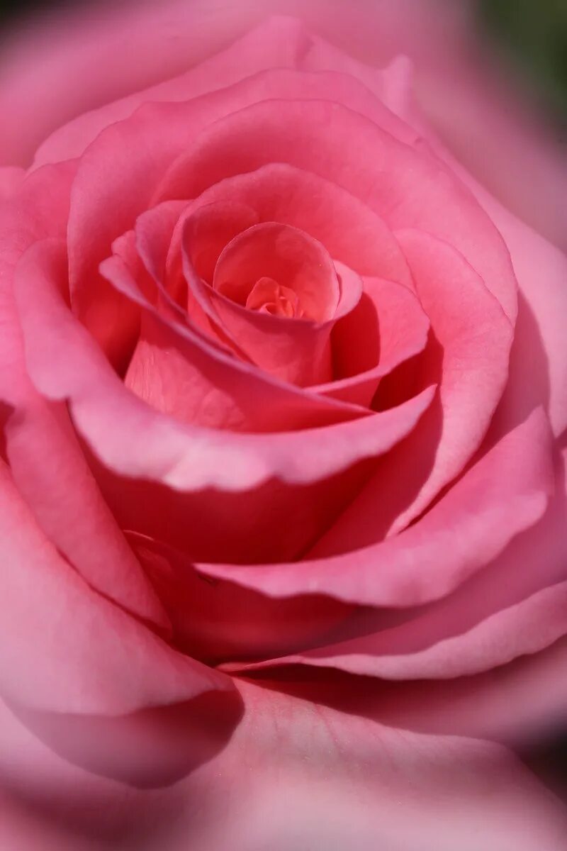 розовые розы год выпуска. три розовые розы. роза перпл иришка. сорт роз пинк флойд. розовые розы год выпуска.