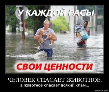 Превосходство рас