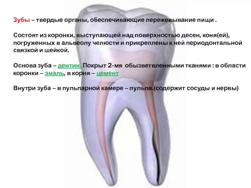 Как называется основа зуба. Как называется основа зуба