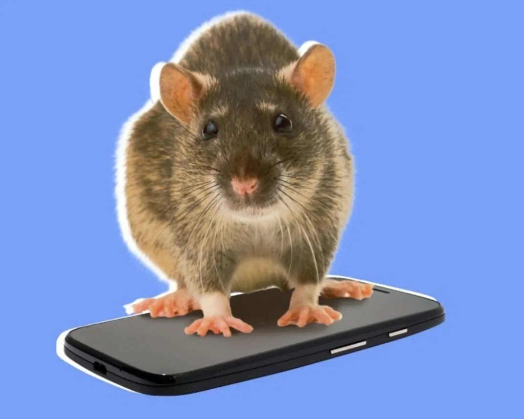Жир мыши. Толстая мышка. Толстый мышонок. Миша толстый. Толстенькая мышка.