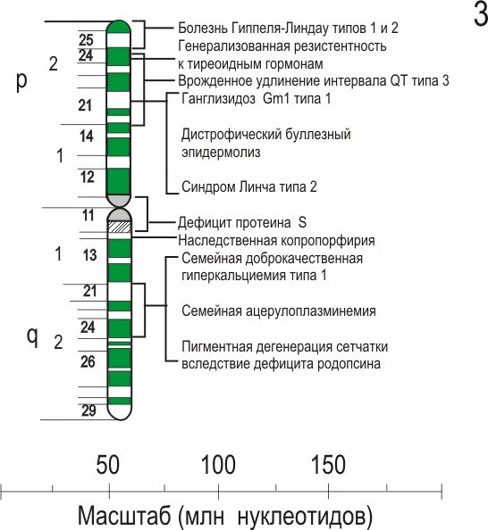 Участок хромосомы в котором расположен ген называется - найдено 89 картинок