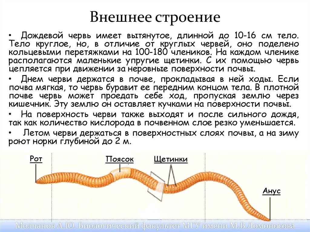 Замечательная особенность этого червя состоит. Внутреннее строение дождевого червя. Внешнее строение дождевого червя. Внешнее строение дождевого червя рисунок. Дождевой червь строение щетинки.