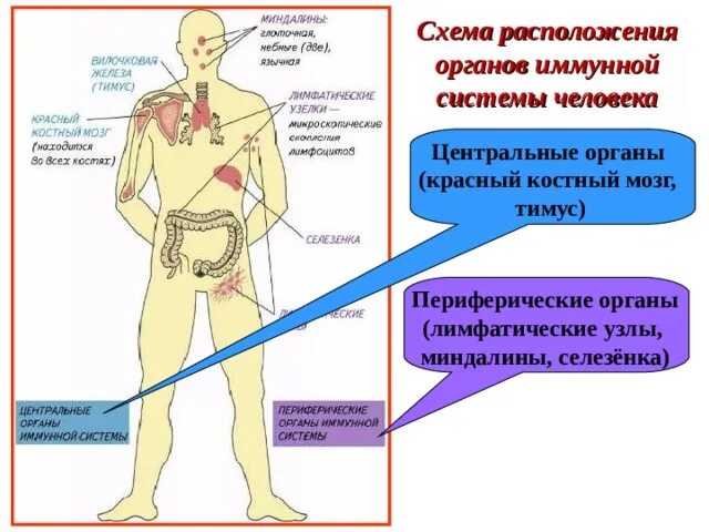 Органы иммунной системы человека. Органы иммунной системы схема. Органы иммунной системы человека тимус. Костный мозг Центральный орган иммунной системы.