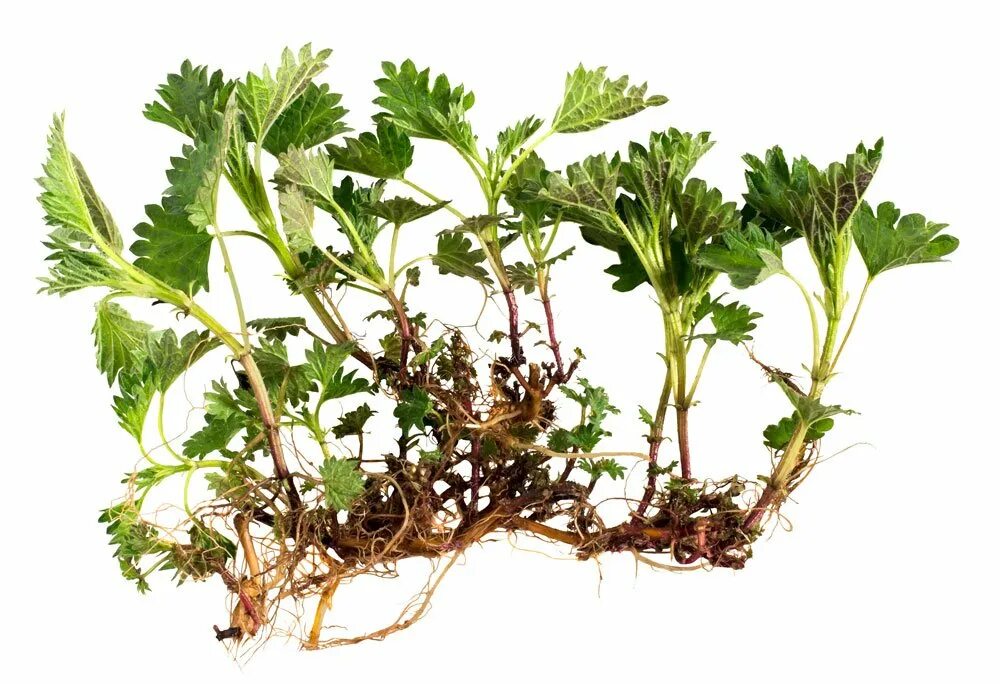 Крапива жгучая и двудомная. Корневище крапивы. Корневище крапивы. Крапива двудомная и однодомная. Крапива двудомная корень.