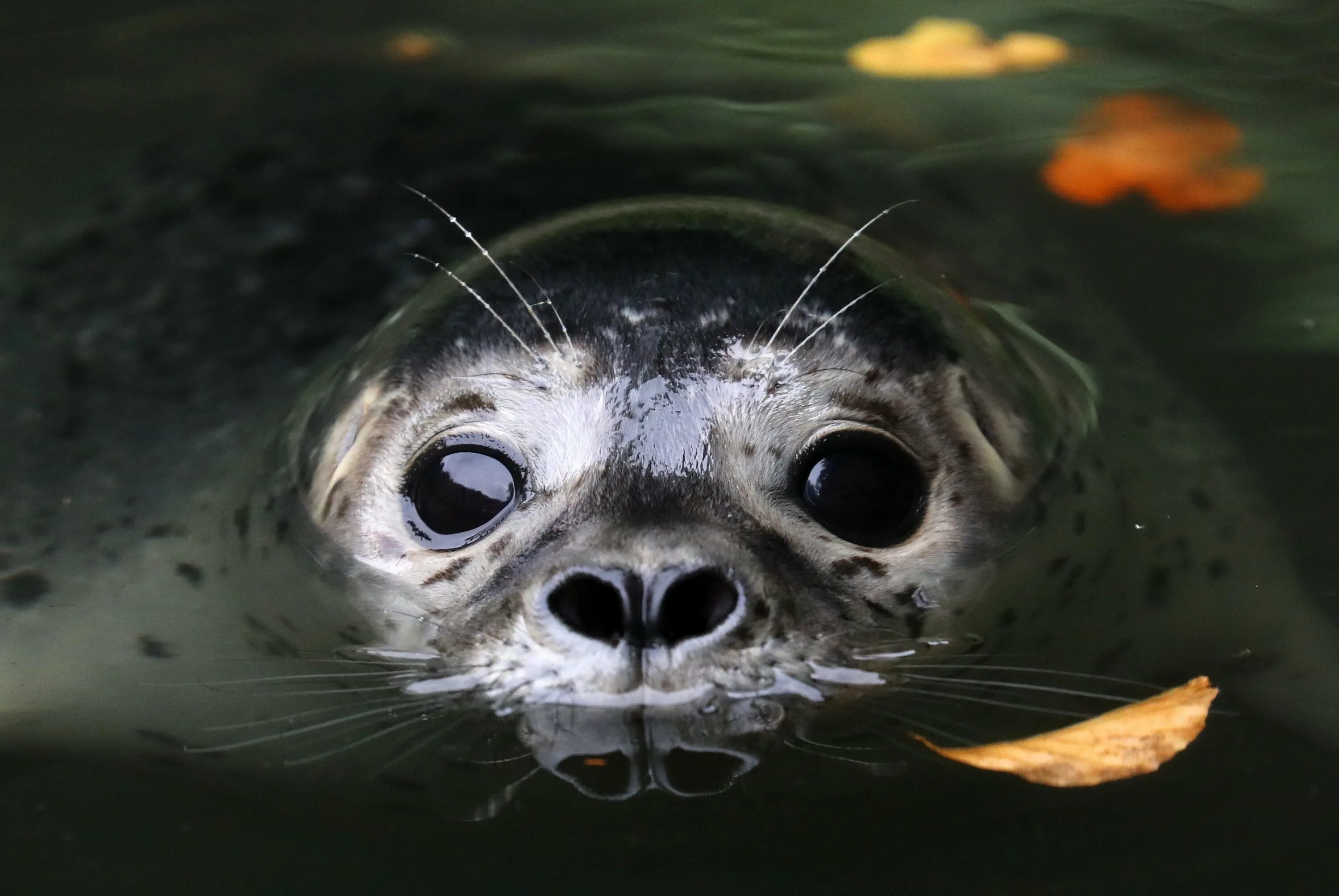 Морской котик в воде