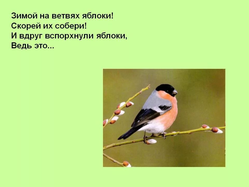 День птиц загадки. Международный день птиц. 1 апреля международный день птиц. международный день птиц для детей. загадки про птиц.