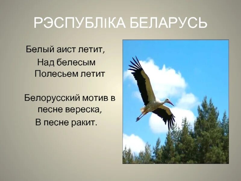 Журавль перелетная птица. Белый аист беларусь. Аист летит. Белый журавль стерх летящий. Жураўлі на палессе.