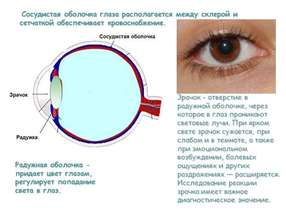 Сетчатка сосудистая оболочка склера. Микроскопическое строение Радужки глазного яблока. Сосудистая оболочка глазного яблока. Сосудистая оболочка глаза обеспечивает глаз. Место в сетчатке напротив зрачка