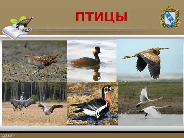 Проект животные курской области Животные курской области блог Санатории Кавказа