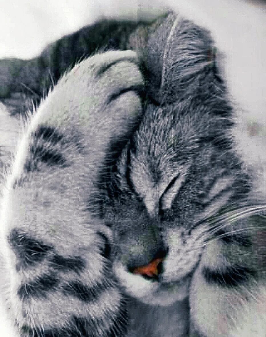 Бороться милый. Дружба дети и животные. Драка животных. Обиженный кролик. Бороться милый.