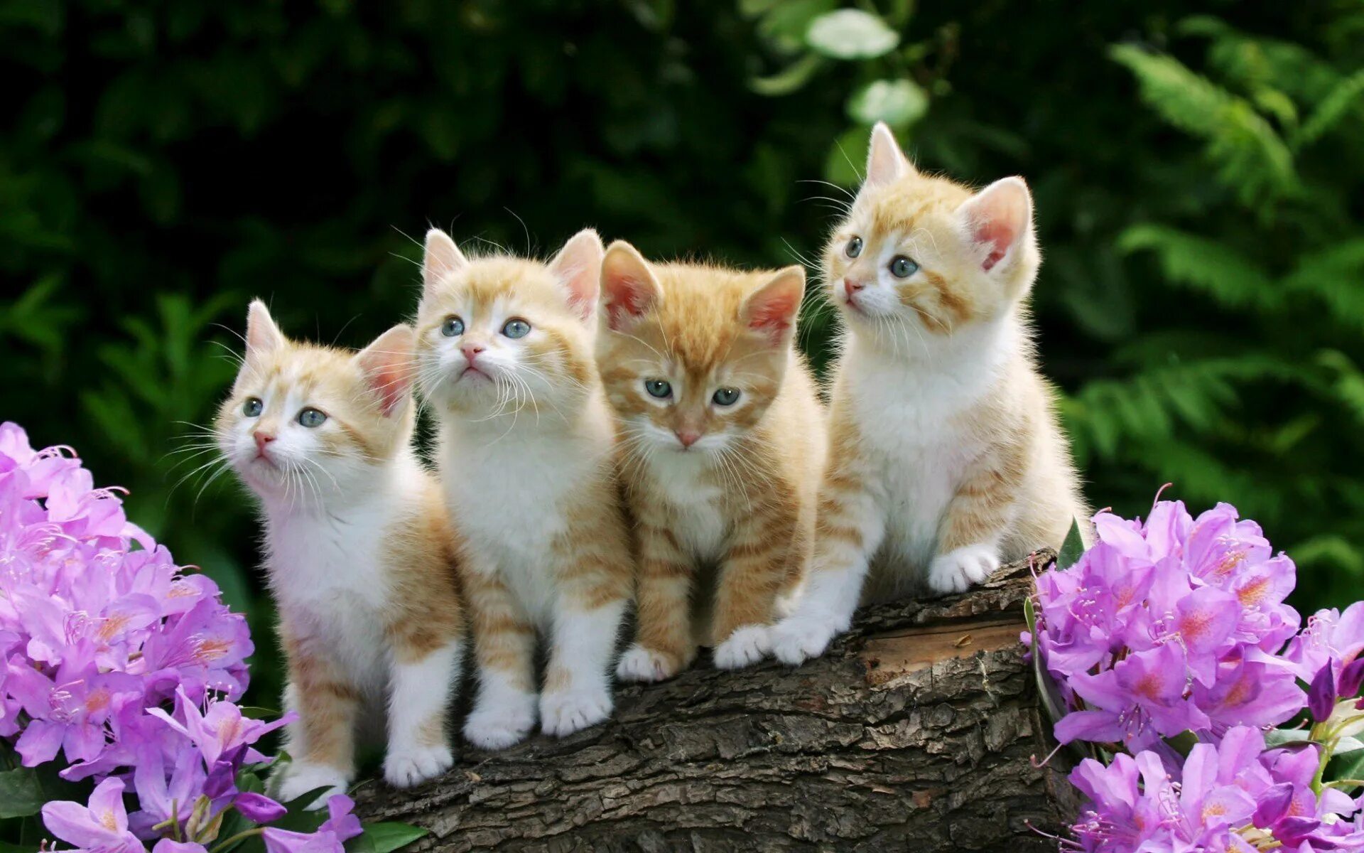Кошка много цветов. Красивые котята. Красивые кошки. Милые котята. Котята разных цветов.