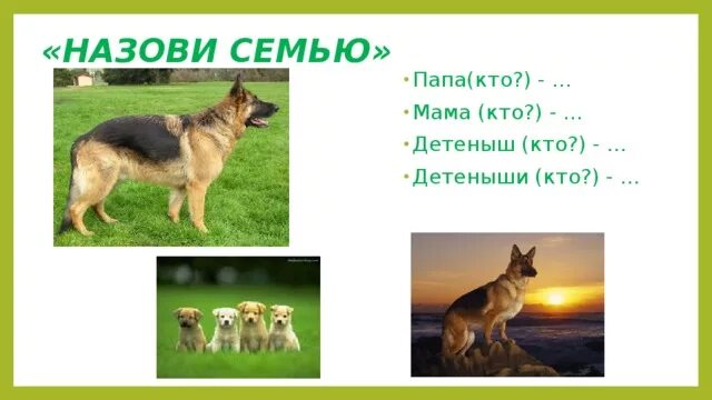 Как называются семьи животных. Назови семью пес. животные семьи как называются. назови семью папа мама детёныш. семья свинья мама папа детеныш.