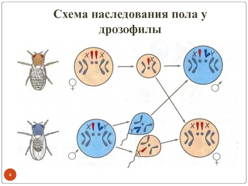 Пол у птиц хромосомы. Схема наследования. Схема наследования пола. Схема наследования пола человека. Наследование сцепленное с полом у дрозофилы.