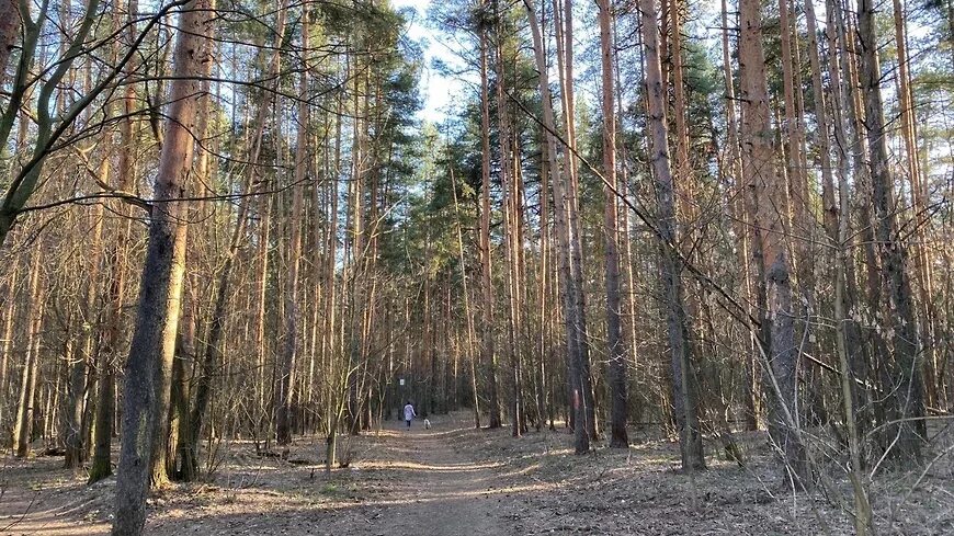 Парк тверицкий бор. Парк тверицкий бор ярославль. Парк тверицкий бор ярославль. Тверицкий парк ярославль. Тверицкий бор ярославль.