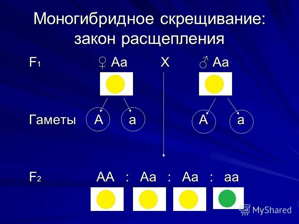 моногибридное скрещивание гороха схема. 1 закон моногибридное. 1 закон моногибридное. закономерности наследования г. первый закон менделя биология 9 класс.