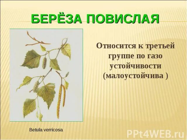 Береза повислая (бородавчатая). Береза повислая гербарий. Береза повислая Тип размножения. Береза повислая описание листа.